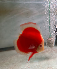 Albino Red Cover Discus