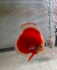 Albino Red Cover Discus