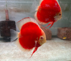 Albino Red Cover Discus