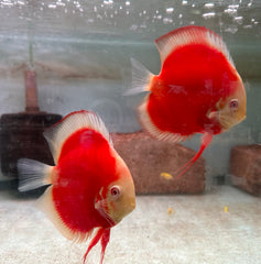 Albino Red Cover Discus