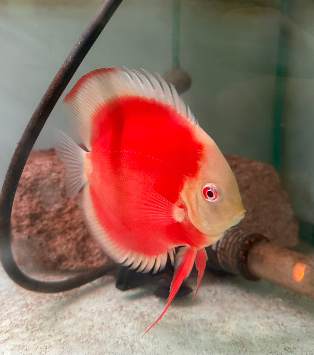 Albino Red Cover Discus