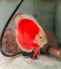 Albino Red Cover Discus