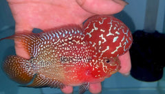 4” Two Tone F3 Flowerhorn-TFS501