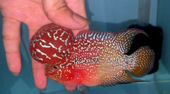 4” Two Tone F3 Flowerhorn-TFS501