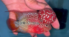 4” Two Tone F3 Flowerhorn-TFS502