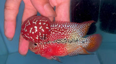 4” Two Tone F3 Flowerhorn-TFS502