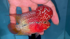 4” Two Tone F3 Flowerhorn-TFS503