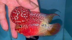 4” Two Tone F3 Flowerhorn-TFS503