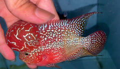 4” Two Tone F3 Flowerhorn-TFS504