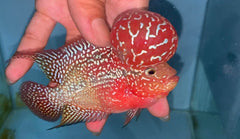 4” Two Tone F3 Flowerhorn-TFS504