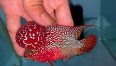 4” Two Tone F3 Flowerhorn-TFS505