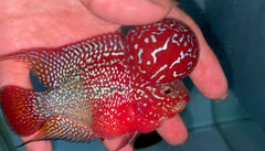 4” Two Tone F3 Flowerhorn-TFS505