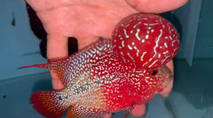 4” Two Tone F3 Flowerhorn-TFS506