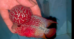 4” Two Tone F3 Flowerhorn-TFS506