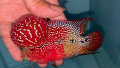 4” Two Tone F3 Flowerhorn-TFS507