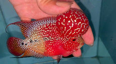 4” Two Tone F3 Flowerhorn-TFS507