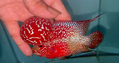 4” Two Tone F3 Flowerhorn-TFS508