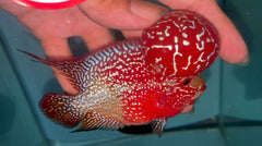 4” Two Tone F3 Flowerhorn-TFS508