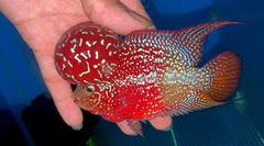 4” Two Tone F3 Flowerhorn-TFS510