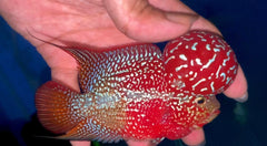 4” Two Tone F3 Flowerhorn-TFS510