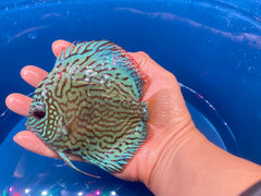 Blue Turquoise Discus