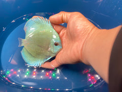 Blue Diamond Discus