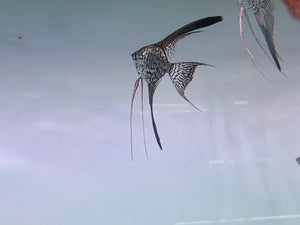 Pack of 6 - Leopard Longfin Angelfish