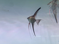 Pack of 6 - Leopard Longfin Angelfish