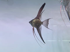 Pack of 6 - Leopard Longfin Angelfish
