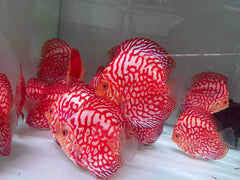 Red Checkerboard Discus