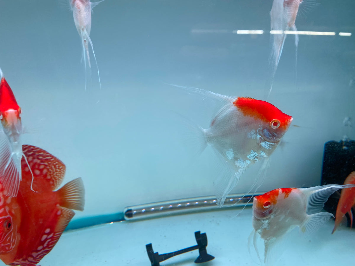 Red Cap Angelfish