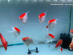 Red Cap Angelfish