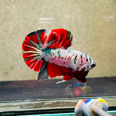Multicolor Plakat Male Betta Fish - NK03