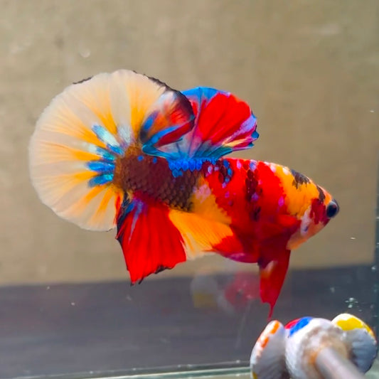 Multicolor Plakat Male Betta Fish - NK08