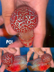 P01 - Flowerhorn - Two Tone - 3.5"