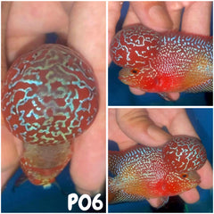 P06 - Flowerhorn - Two Tone - 3.5"