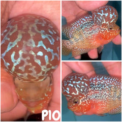 P10 - Flowerhorn - Two Tone - 3.5"