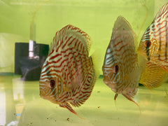 Red Turquoise Discus