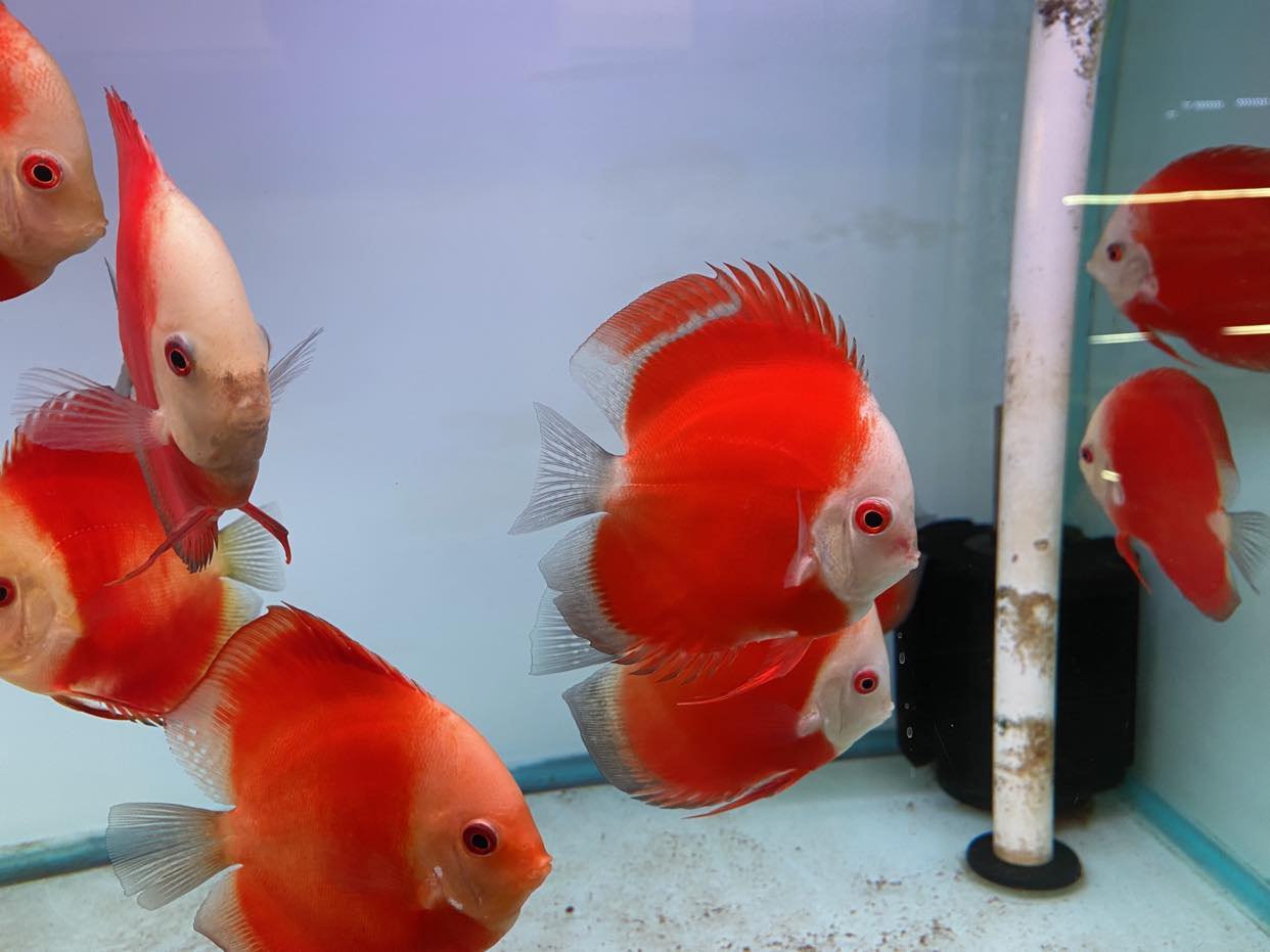 Red Melon Discus