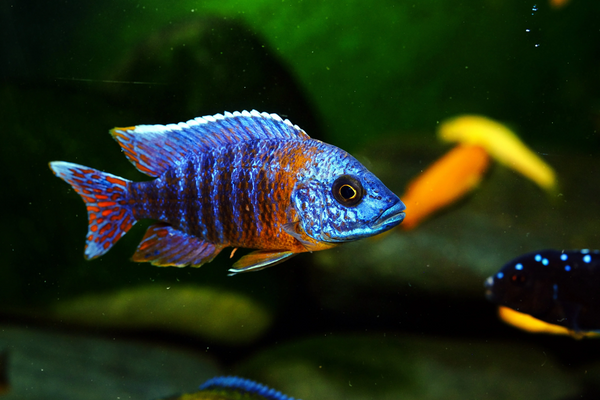 Cichlids