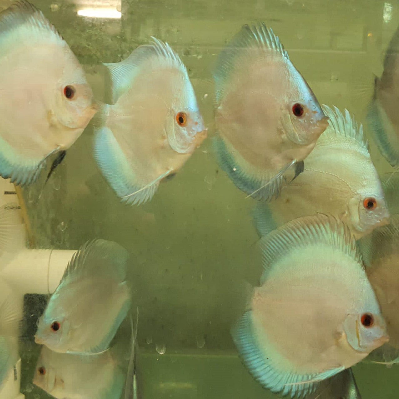 Blue Diamond Discus