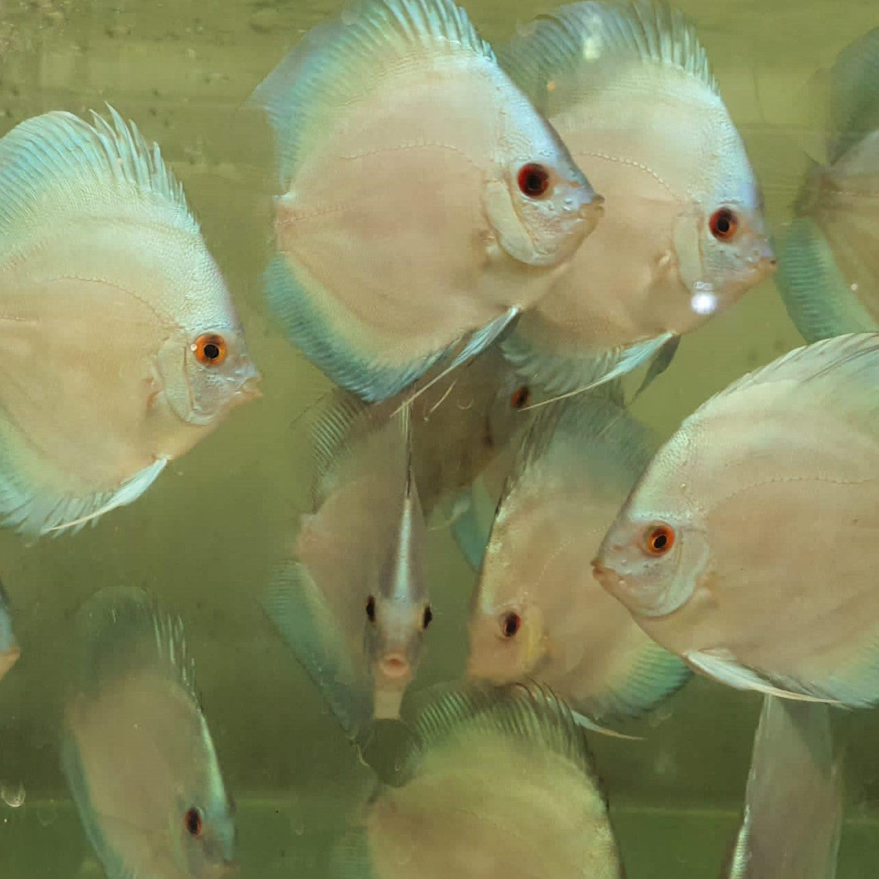 Blue Diamond Discus