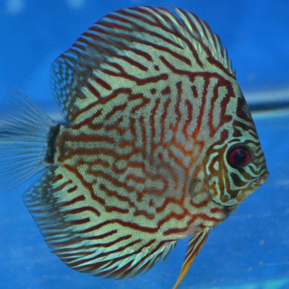 Turquoise Blue Discus Fish Blue Turquoise Discus – The Fin Shop