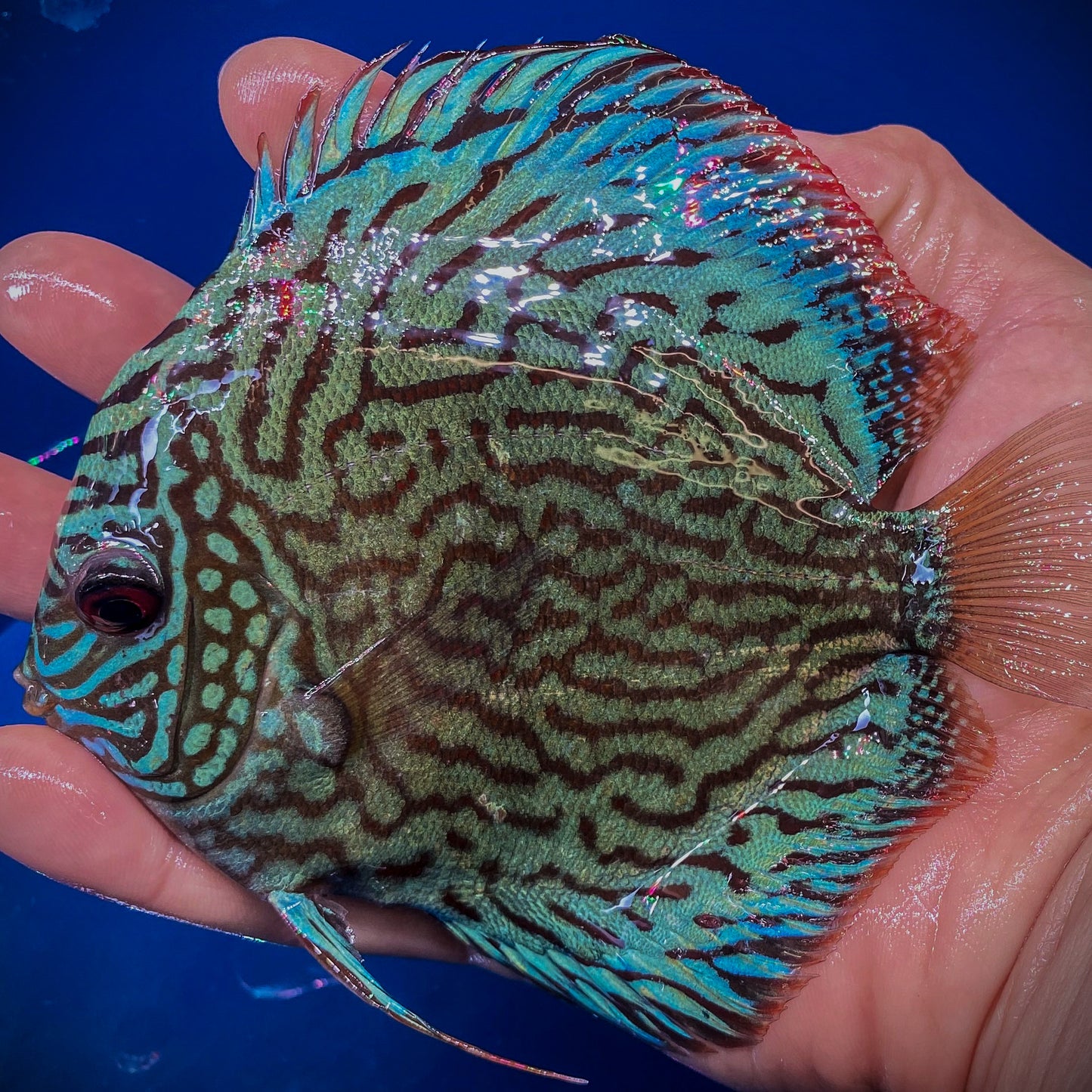 Blue Turquoise Discus