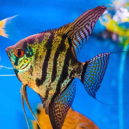 Blue Zebra Angelfish