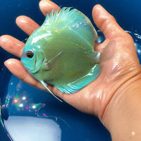 Blue Diamond Discus