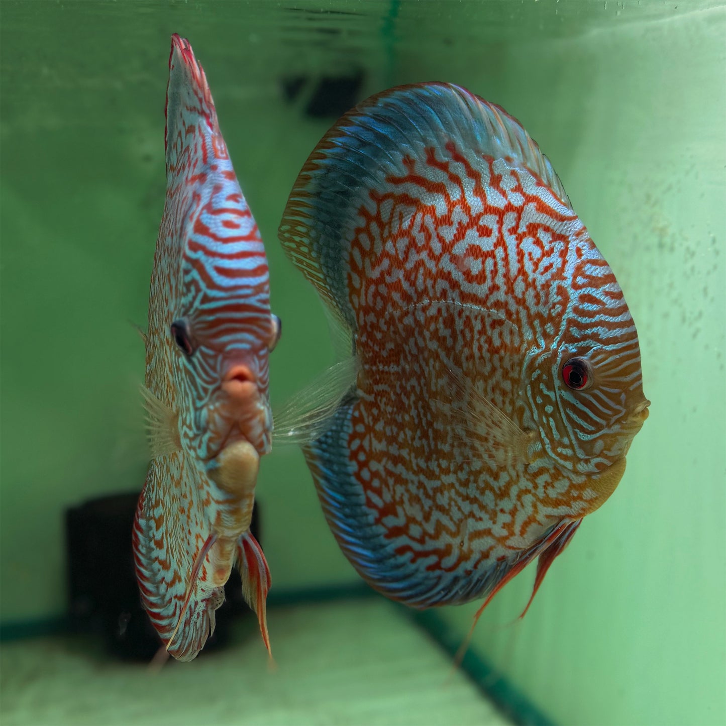 Breeding Pair Discus - Galaxy Turquoise (5"+)