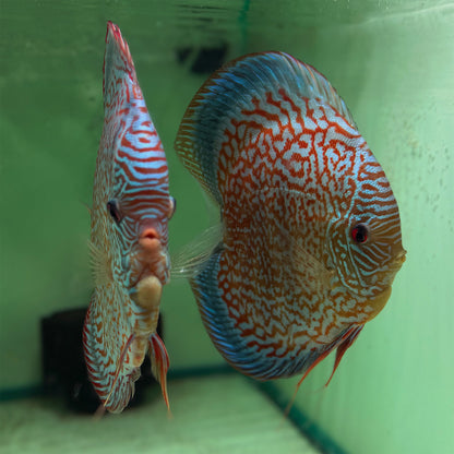 Breeding Pair Discus - Galaxy Turquoise (5"+)