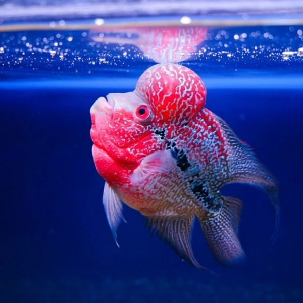 Flowerhorn