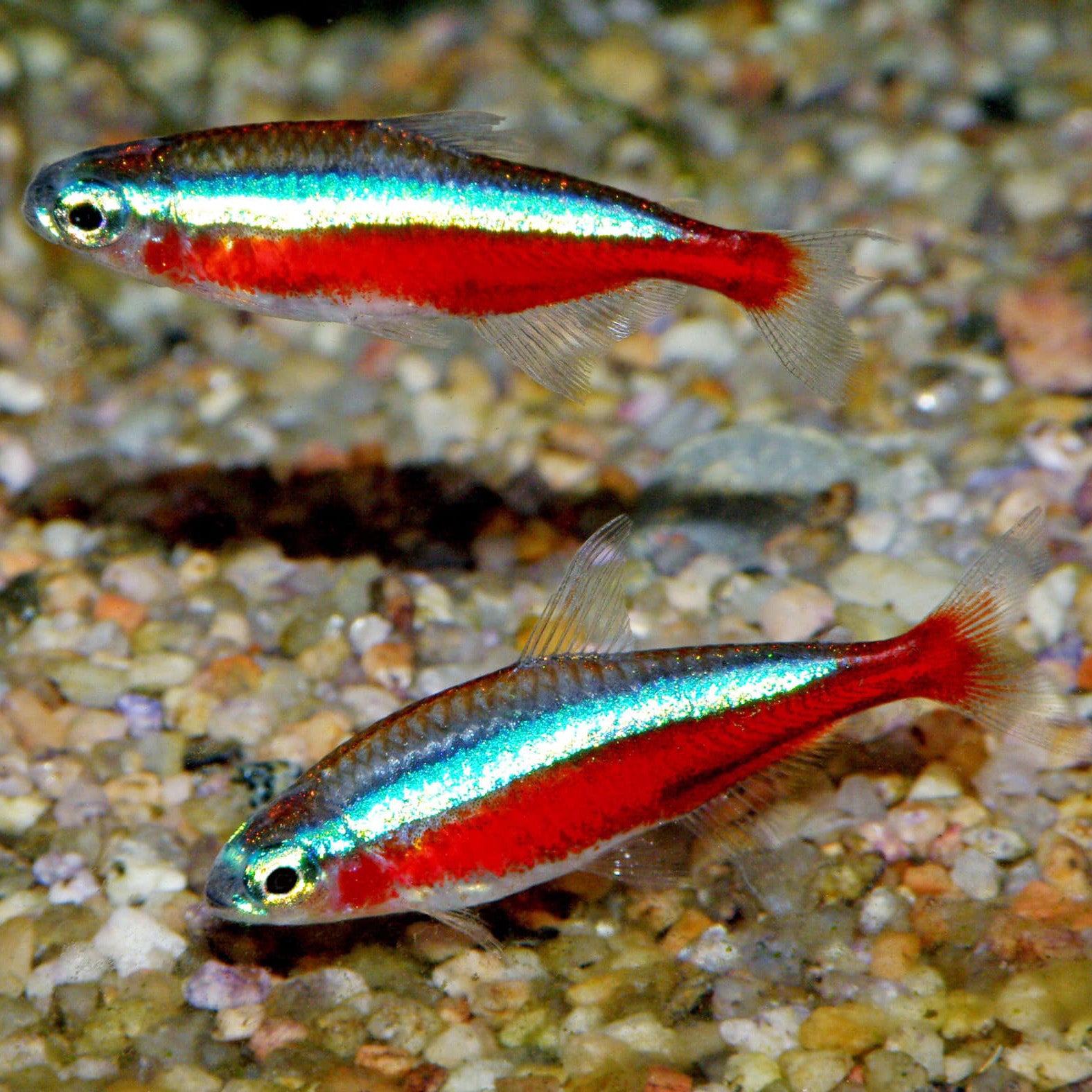 Nano Fish – The Fin Shop